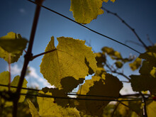 Beautiful Colored Fading Vine Leaves In Backlit With Blue Sky And Few Clouds On A Vineyard At Kaiserstuhl, Germany In Fall.