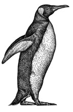 Black And White Linear Paint Draw Penguin Illustration