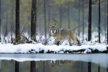 Grey Wolf In Finnish Taiga Forest Near Russian Border.