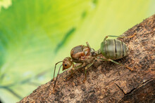 Queen Of Weaver Ants, Oellcophylla Smaragdina On Wood Stick