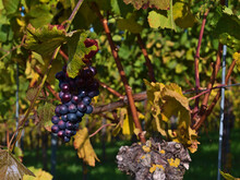 Beautiful Purple Colored Ripe Vine Grapes Used For Ice Wine Production Surrounded By Discolored Green And Yellow Vine Leaves In Fall Season In A Vineyard In Durbach, Germany.