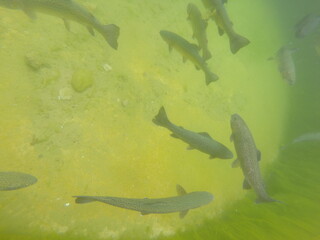 Wall Mural - under water