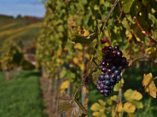 Close-up View Of Beautiful Colored Vine Grapes On A Vineyard With Fading Green And Yellow Vine Leaves In Durbach, Germany. Focus On Grapes With Bokeh Background.