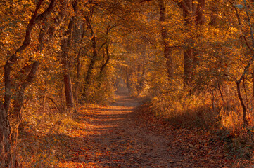 Wall Mural - Autumn forest road leaves view. Autumn leaves ground. Autumn forest road landscape. Autumn leaves road view