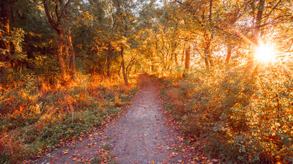Wall Mural - Autumn forest road leaves view. Autumn leaves ground. Autumn forest road landscape. Autumn leaves road view