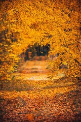 Poster - autumn alley, falling orange leaves