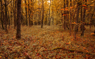 Wall Mural - Autumn forest road leaves view. Autumn leaves ground. Autumn forest road landscape. Autumn leaves road view