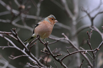 Sticker - Male Common Chaffinch (Fringilla coelebs) in Sierra Morena (Spain)