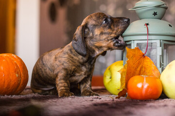 Wall Mural - Brindle dachshund puppy biting on autumn lantern