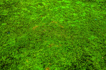 Wall Mural - Background of green moss with a yellow leaf.