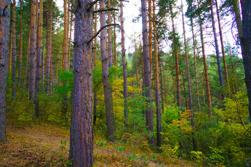 Beautiful pine forest on the mountainside. Trunks of tall pines at sunset.