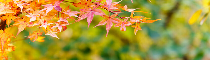 Wall Mural - panoramic view of red maple leaves. panoramic view of maple leaf on colorful background	