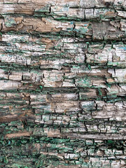 Cracked emerald paint on old boards. Green texture of natural old wood. Background with cracks and scratches on the old painted wood blue. Used for furniture production, design and laminate ma