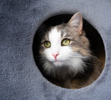 Fototapeta Koty - Happy pet lie in cabin for cats. Cute cat at home