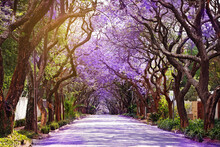 Jacaranda Trees Season In Johannesburg