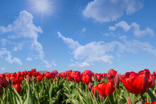 Field Of Red Tulips With Fluffy Clouds In A Blue Sky Near Julianadoerp.