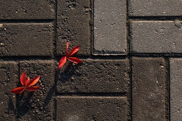 Two identical autumn red leaves lie on a gray brick sidewalk