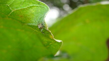 Spider Hiding Under The Leaf.
Spider Sits In The Edge Of The Web Waiting A Prey.
Camouflage Animals.
Insects Camouflaged.
Predator & Prey.
Insect, Bug, Wildlife, Wild Nature, Spiderweb, Spider Web