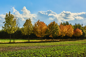 Wall Mural - Field an trees in Autumn