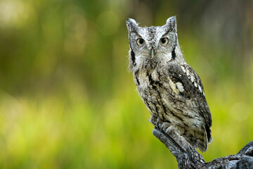 Western Screech Owl