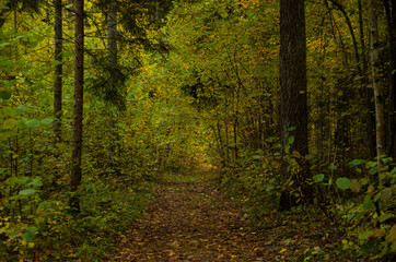 Wall Mural - Forest walking trail in autumn with many fallen yellow leaves