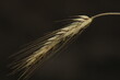 © Meindert - wheat