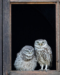 Wall Mural - dad and chick. little owls perched in a window frame.
