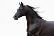 Head of a beautiful black arabian horse with long mane on white background, portrait in motion closeup.
