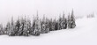 © Oleksiy - Trees covered with snow on a mountain slope. Panorama from several shots.