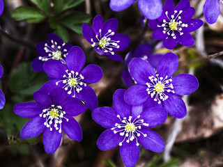 Wall Mural - Beautiful purple liver wort flowers in the forest