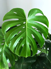 Monstera Leaf