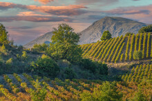 Rich Vineyards Of The Inner Valleys Of The Peloponnese Pensinsula In Southern Mainland Greece