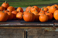Bright Orange Pumpkins Lie On An Old Wooden Trailer In The Autumn In The Country