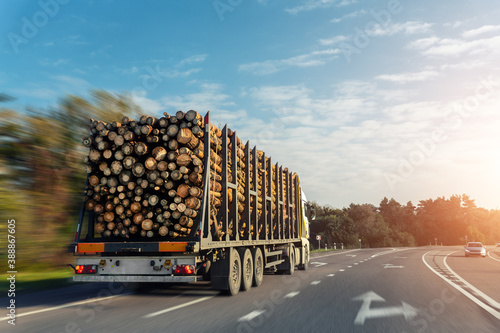 Long heavy industrial wood carrier cargo vessel truck trailer with big timber pine, spruce, cedar driving on highway road with blue sky background. Timber export and shipping concept
