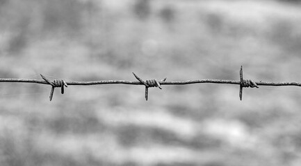 Barbed wire close up. Freedom and lack of freedom is a concept.