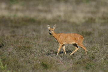 Wall Mural - Roe deer in a field with white flowers