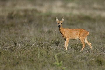 Wall Mural - Roe deer in a field with white flowers