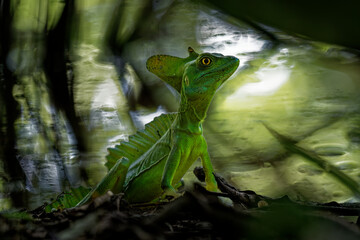 Wall Mural - Green Basilisk - Basiliscus plumifrons also called the green basilisk, the double crested basilisk, or the Jesus Christ lizard, species of lizard in the family Corytophanidae