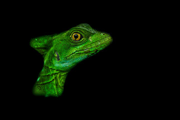 Wall Mural - Green Basilisk - Basiliscus plumifrons also called the green basilisk, the double crested basilisk, or the Jesus Christ lizard, species of lizard in the family Corytophanidae