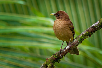 Wall Mural - clay-colored thrush - turdus grayi common middle american bird of the thrush family (turdidae), nati
