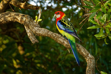 Eastern rosella - Platycercus eximius  is a rosella native to southeast of the Australian continent and to Tasmania, introduced to New Zealand, feral populations are found in the North Island