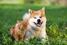 Dog And Cat In The Grass