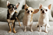 Three Little Chihuahuas Are On A Sofa