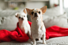 Two Little Chihuahuas Are On A Sofa In Red Blanket