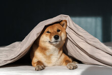 Serious Shiba Inu Dog At Home Lays In Bed Under Blanket And Looking At Camera
