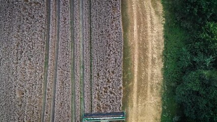 Wall Mural - Aerial video flying over harvesting wheat combine in summer field. Top view 4k UHD drone footage