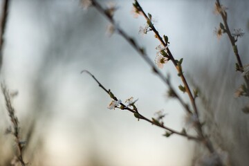 Aesthetic spring photo in first month of blooming