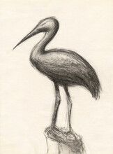 Stork Charcoal Drawing