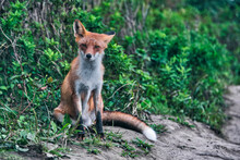Red Fox Sitting In Forest