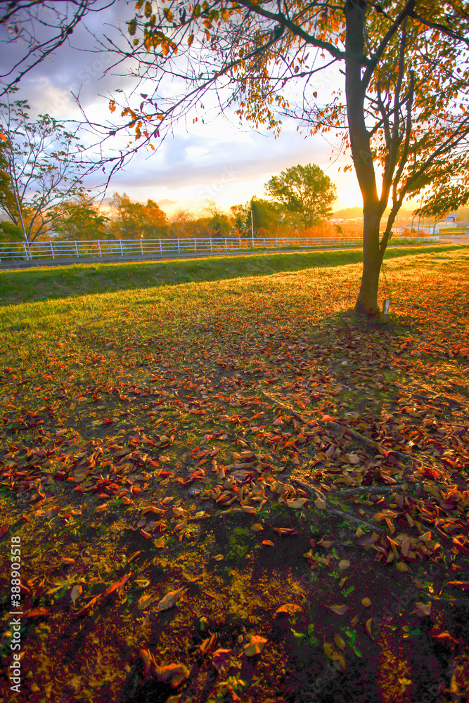 朝日射す公園の芝生に 舞い落ちる紅葉した枯葉 Wall Mural 藤田 昌宏